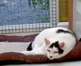 Contented cat at the Happy Cattery