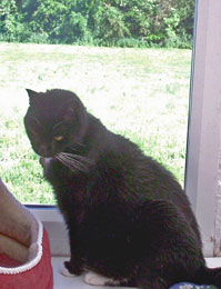 Happy cat at the Happy Cattery